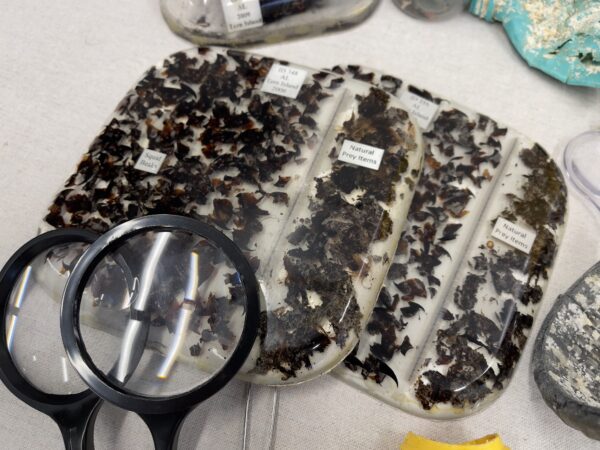 C-MORE Science Kit - Marine Debris - Image 4